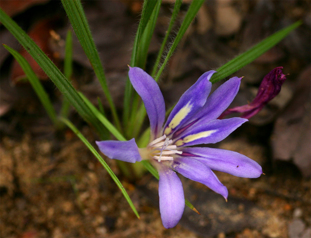 Babiana bainesii Babiana bainesii