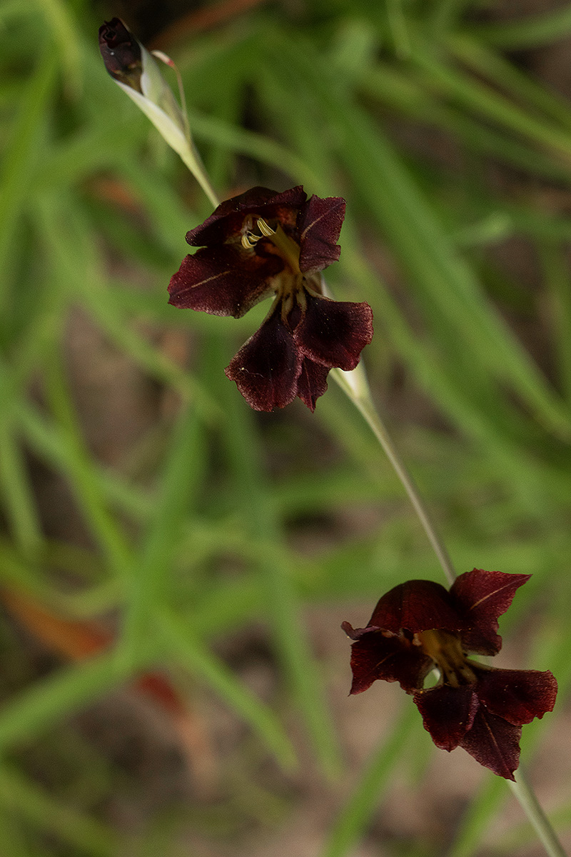 Gladiolus atropurpureus Gladiolus atropurpureus