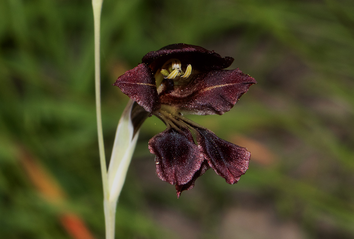 Gladiolus atropurpureus Gladiolus atropurpureus