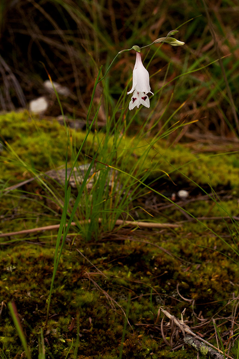 Gladiolus atropurpureus