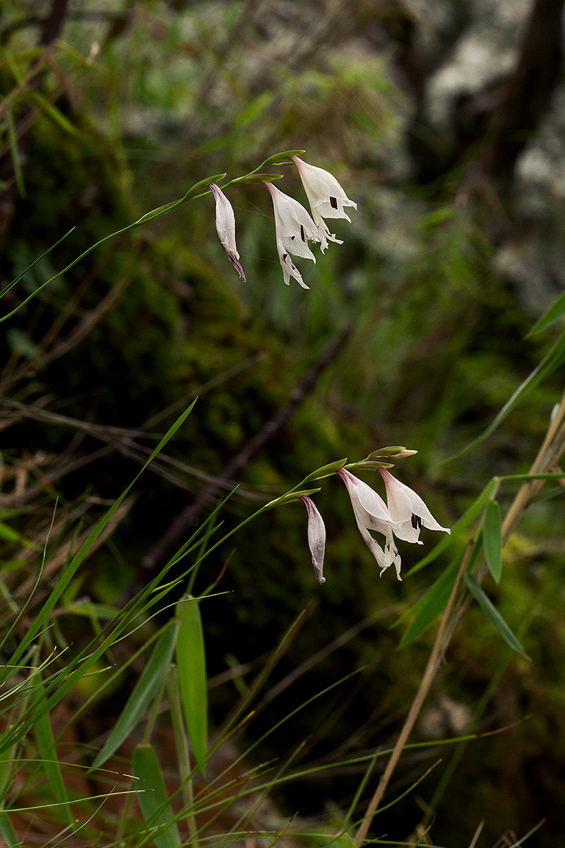 Gladiolus atropurpureus