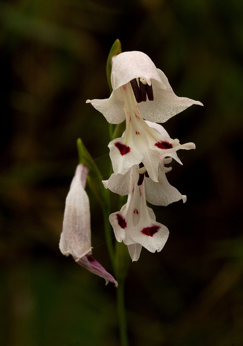 Gladiolus atropurpureus