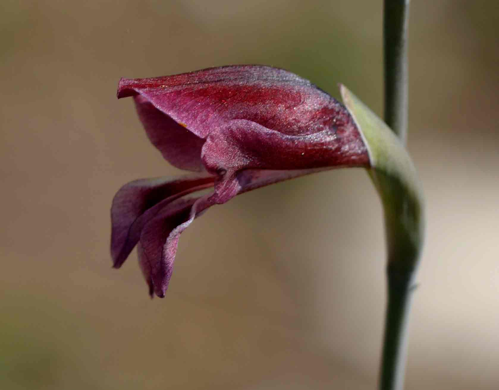 Gladiolus atropurpureus Gladiolus atropurpureus