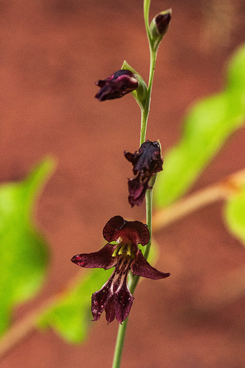 Gladiolus atropurpureus Gladiolus atropurpureus