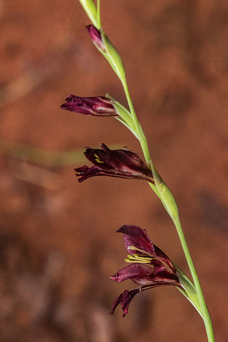 Gladiolus atropurpureus Gladiolus atropurpureus