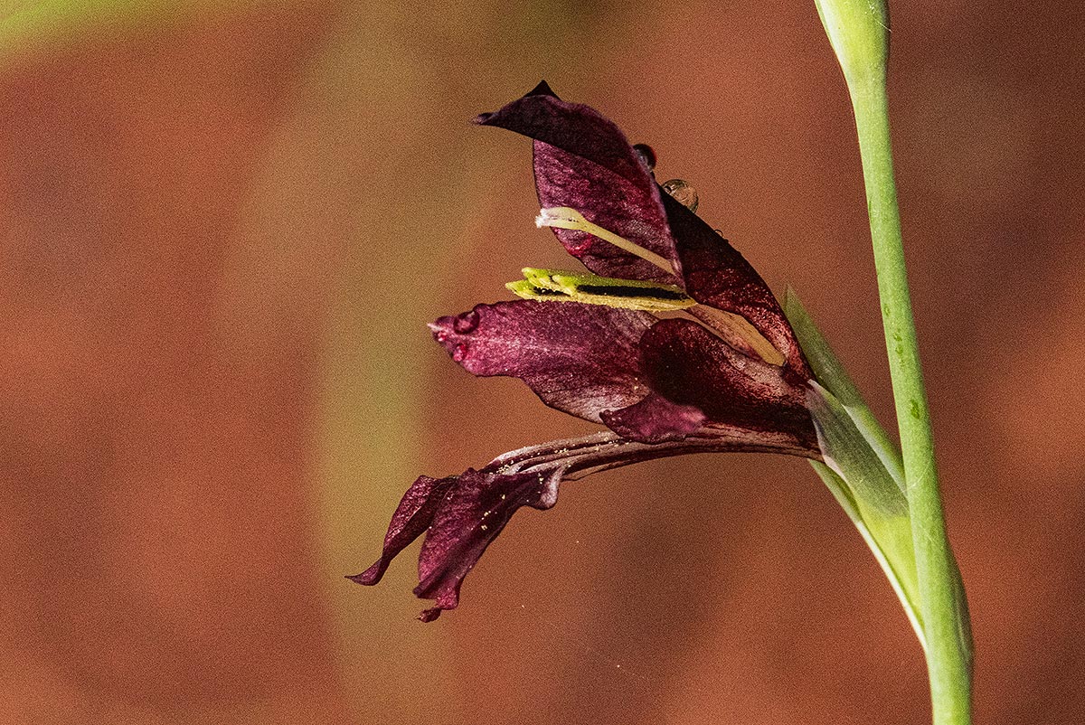 Gladiolus atropurpureus Gladiolus atropurpureus