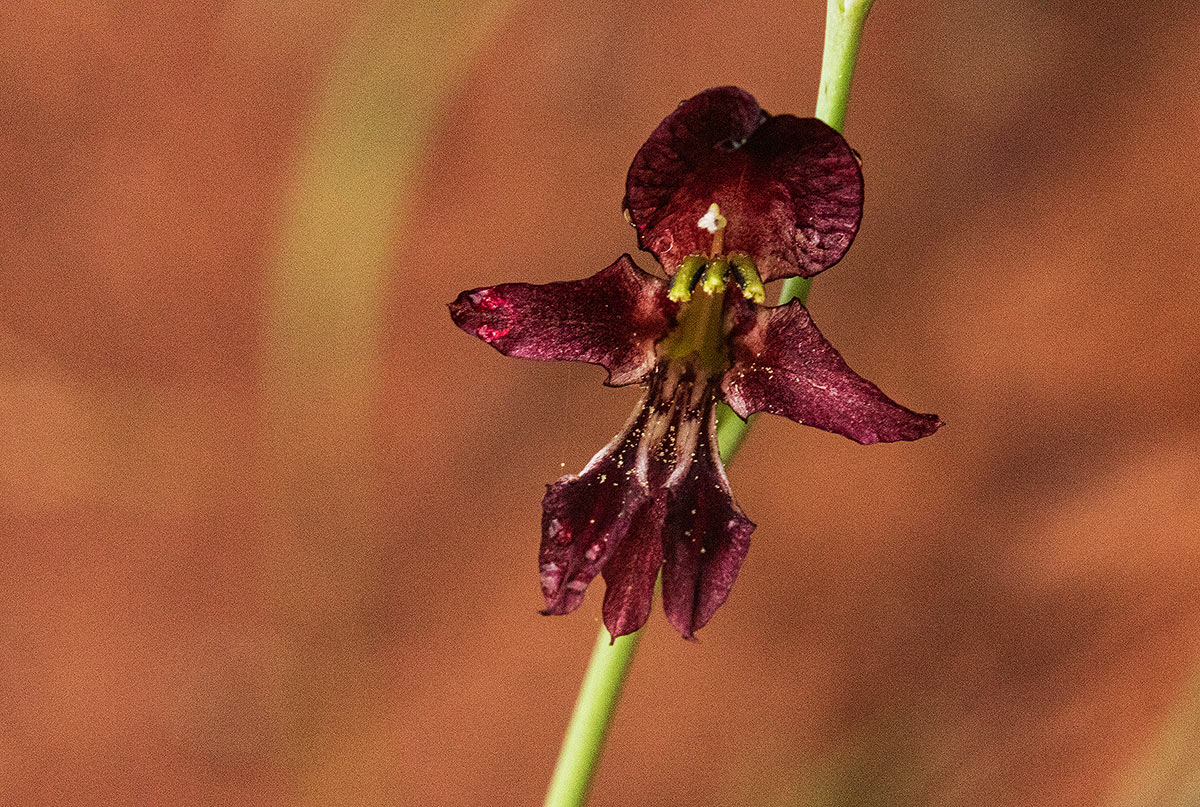 Gladiolus atropurpureus Gladiolus atropurpureus