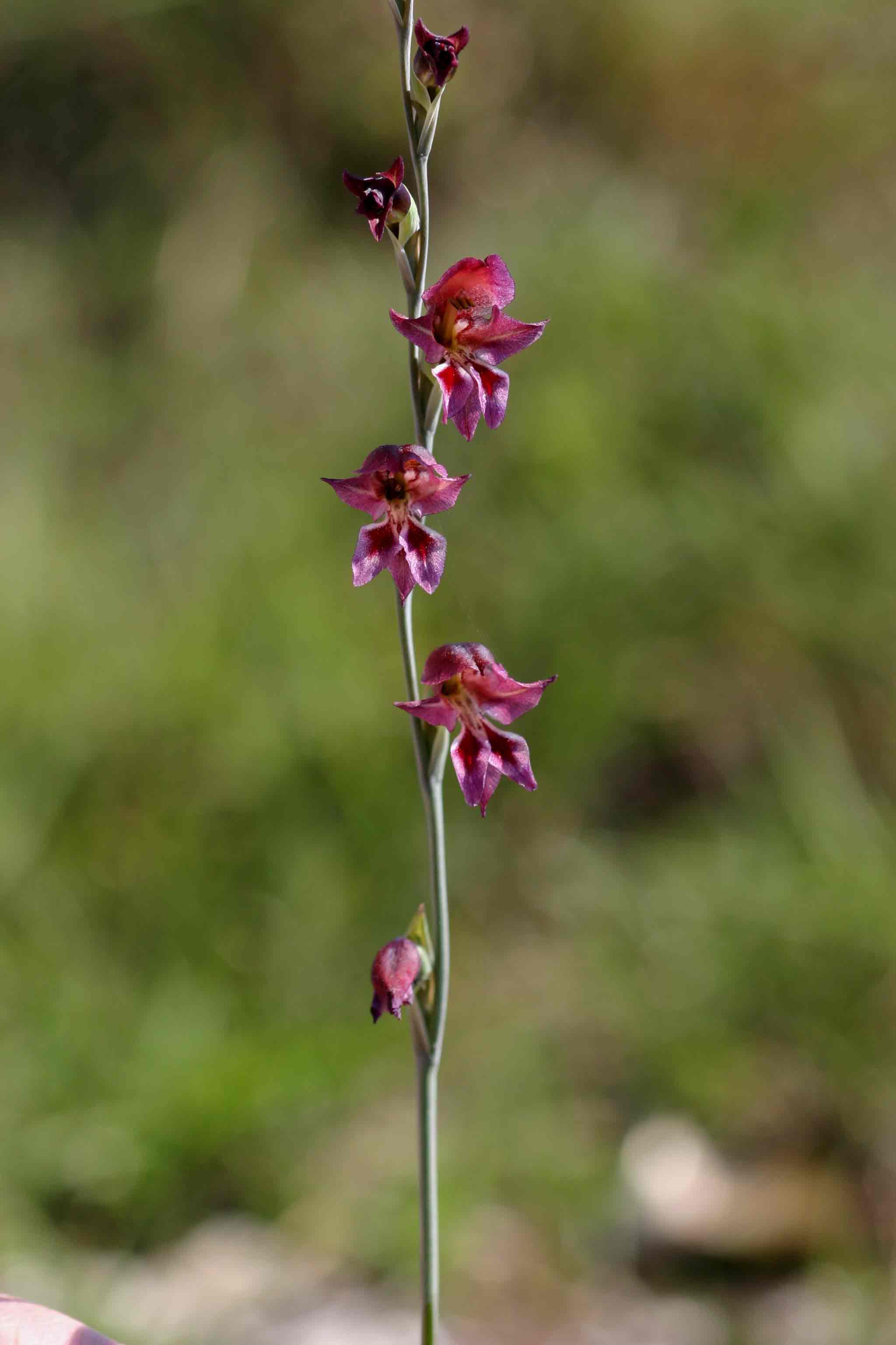 Gladiolus atropurpureus Gladiolus atropurpureus