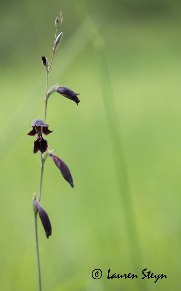 Gladiolus atropurpureus