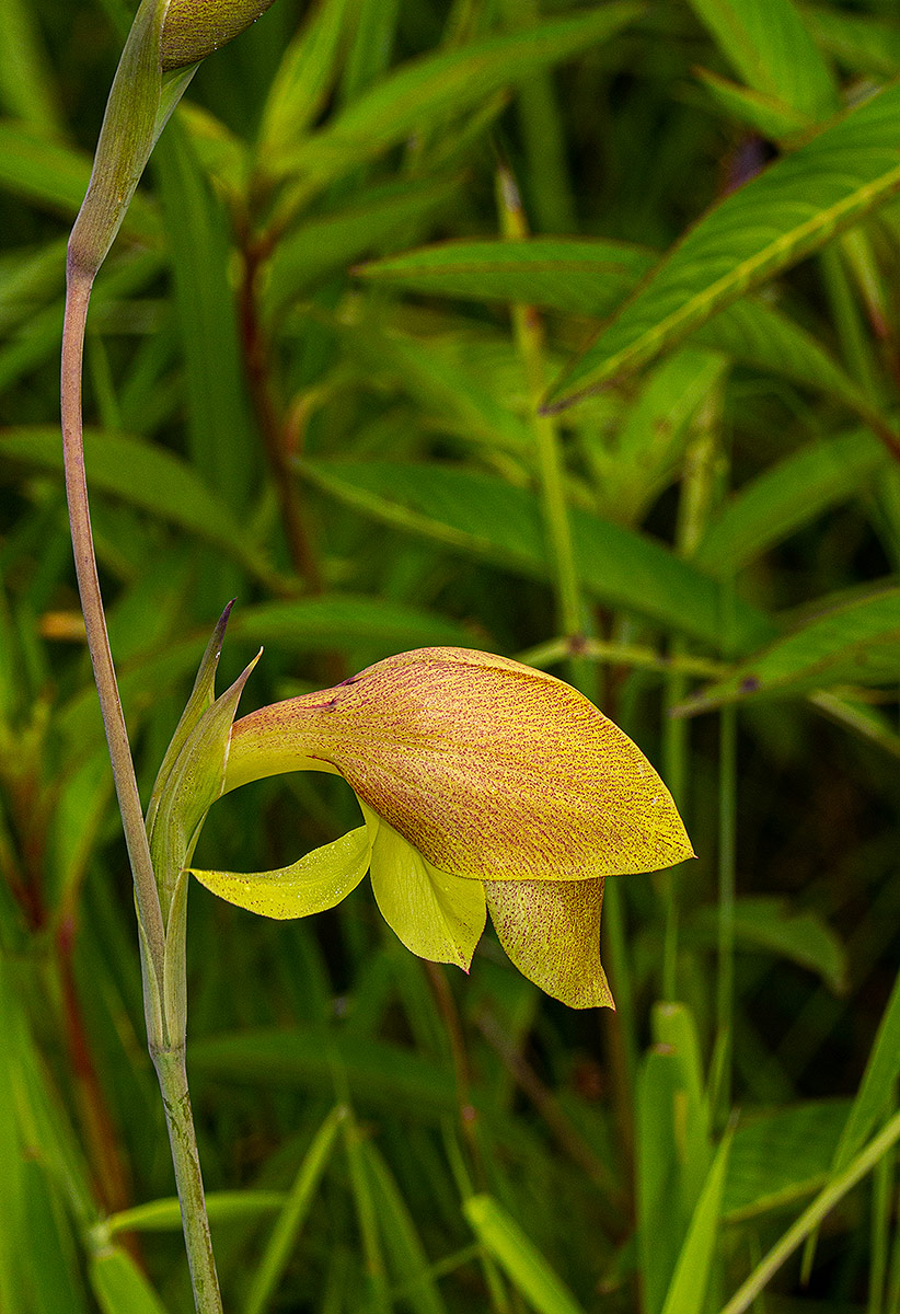 Gladiolus dalenii subsp. dalenii Gladiolus dalenii subsp. dalenii