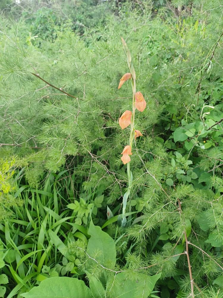 Gladiolus dalenii subsp. dalenii Gladiolus dalenii subsp. dalenii