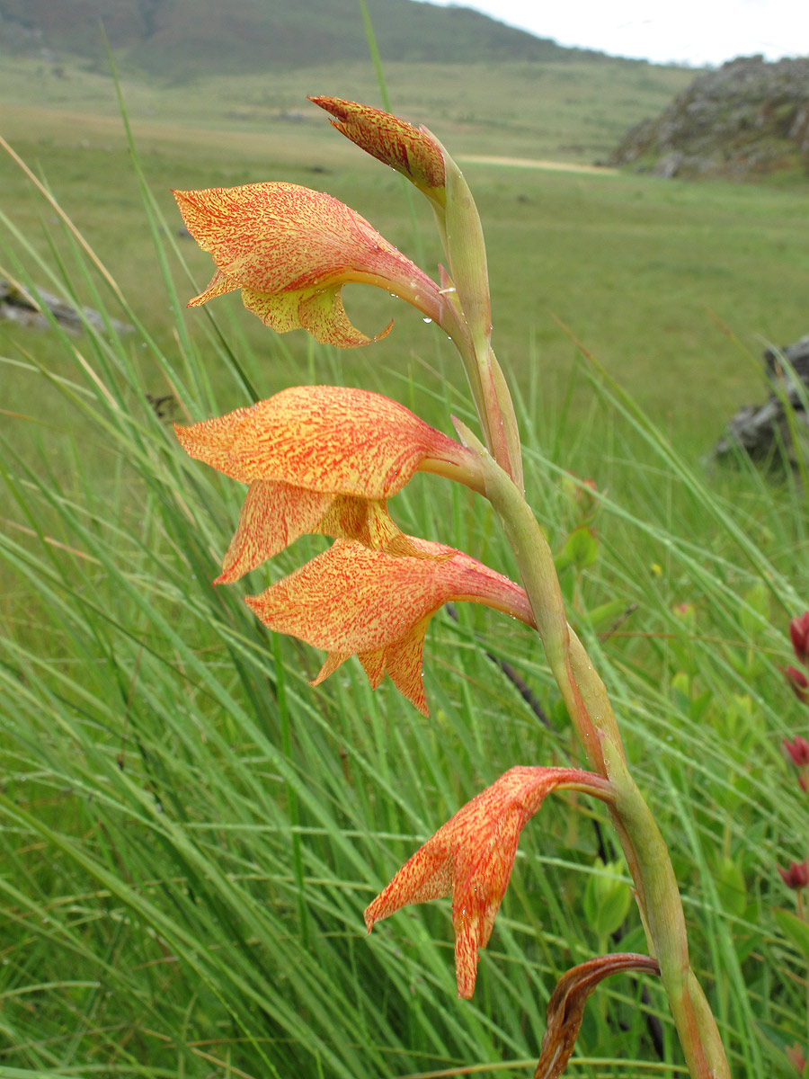 Gladiolus dalenii subsp. dalenii Gladiolus dalenii subsp. dalenii