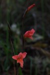 Gladiolus melleri