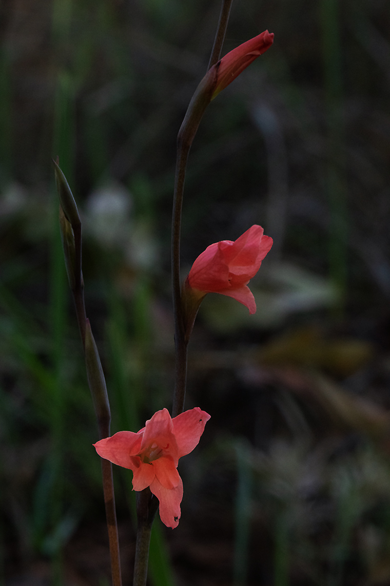 Gladiolus melleri Gladiolus melleri