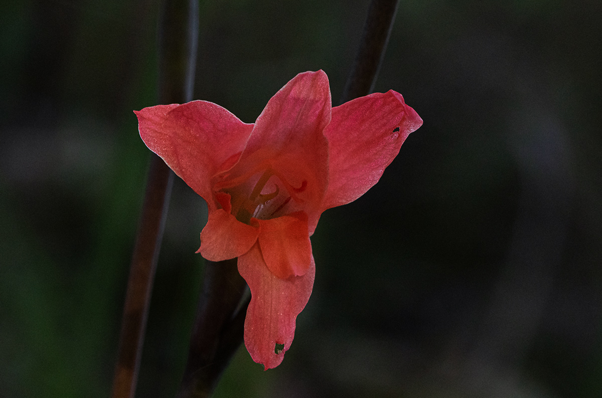 Gladiolus melleri Gladiolus melleri