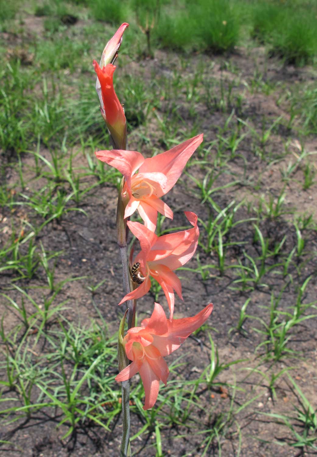 Gladiolus melleri
