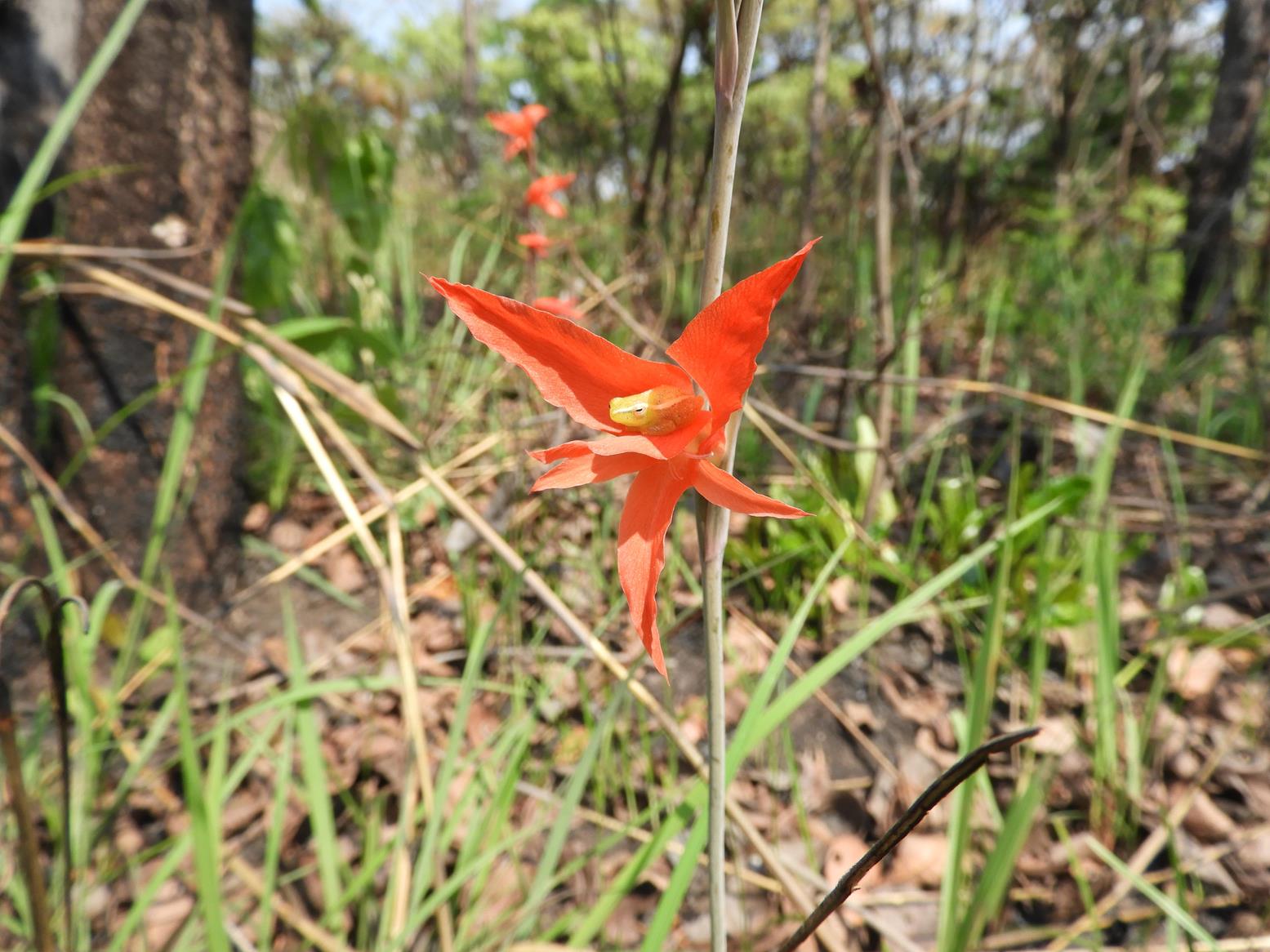 Gladiolus melleri