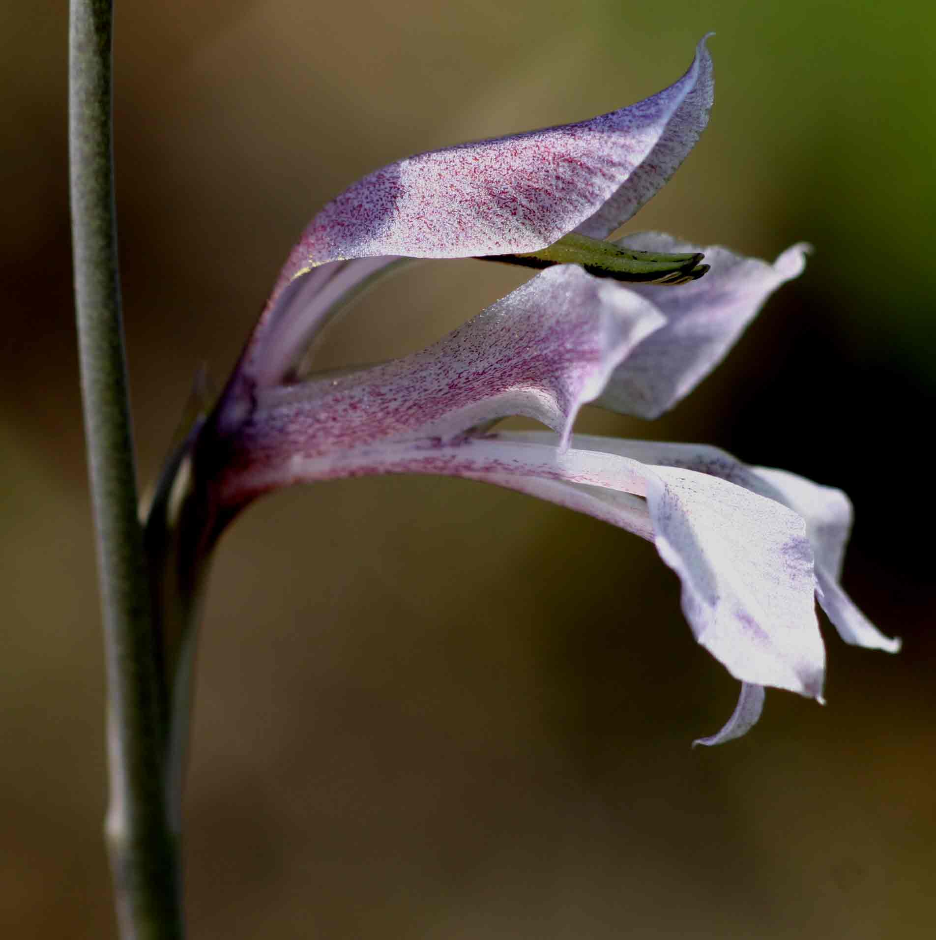Gladiolus unguiculatus Gladiolus unguiculatus