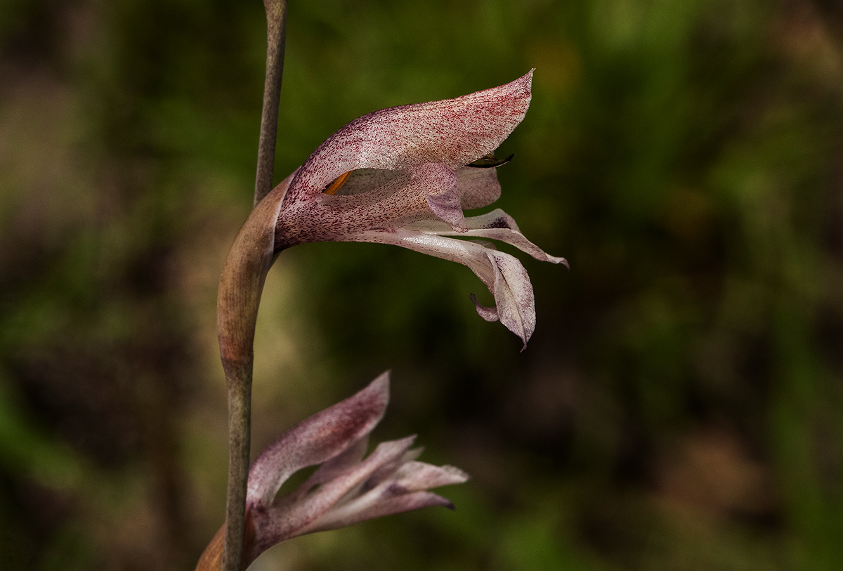 Gladiolus unguiculatus Gladiolus unguiculatus