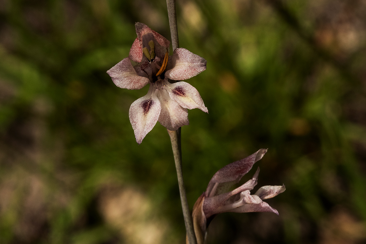 Gladiolus unguiculatus Gladiolus unguiculatus