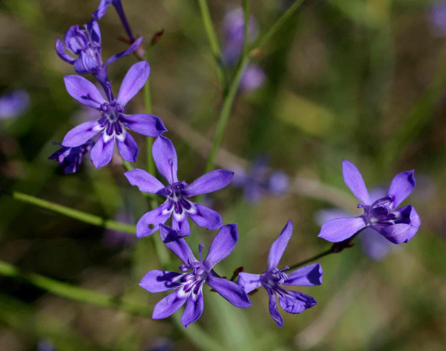 Afrosolen erythranthus