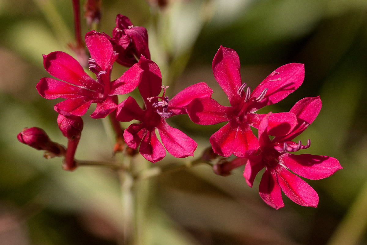 Afrosolen erythranthus