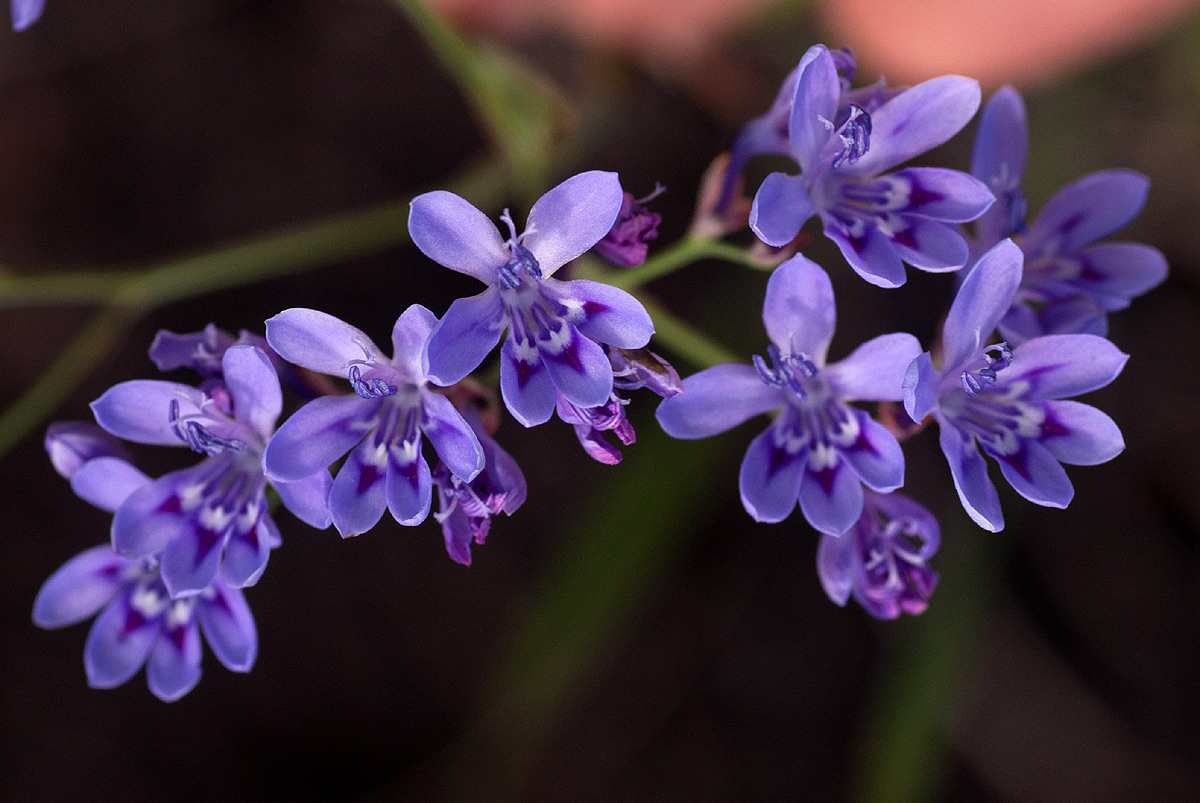 Afrosolen erythranthus