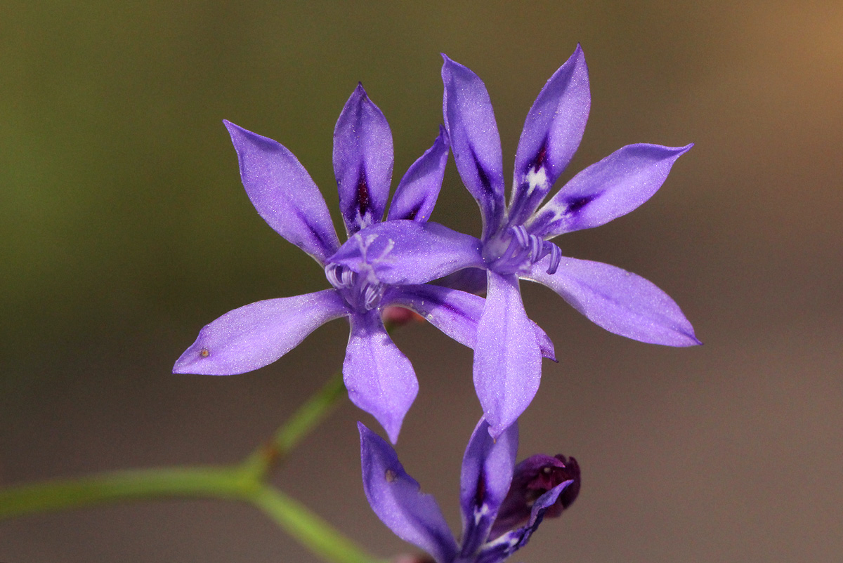 Afrosolen erythranthus