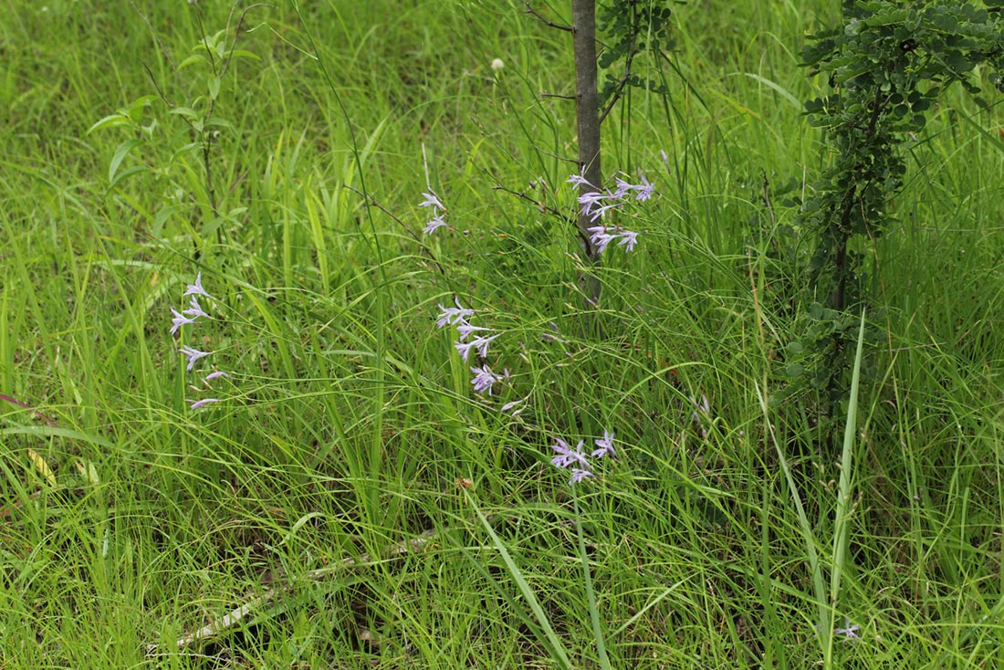 Afrosolen erythranthus
