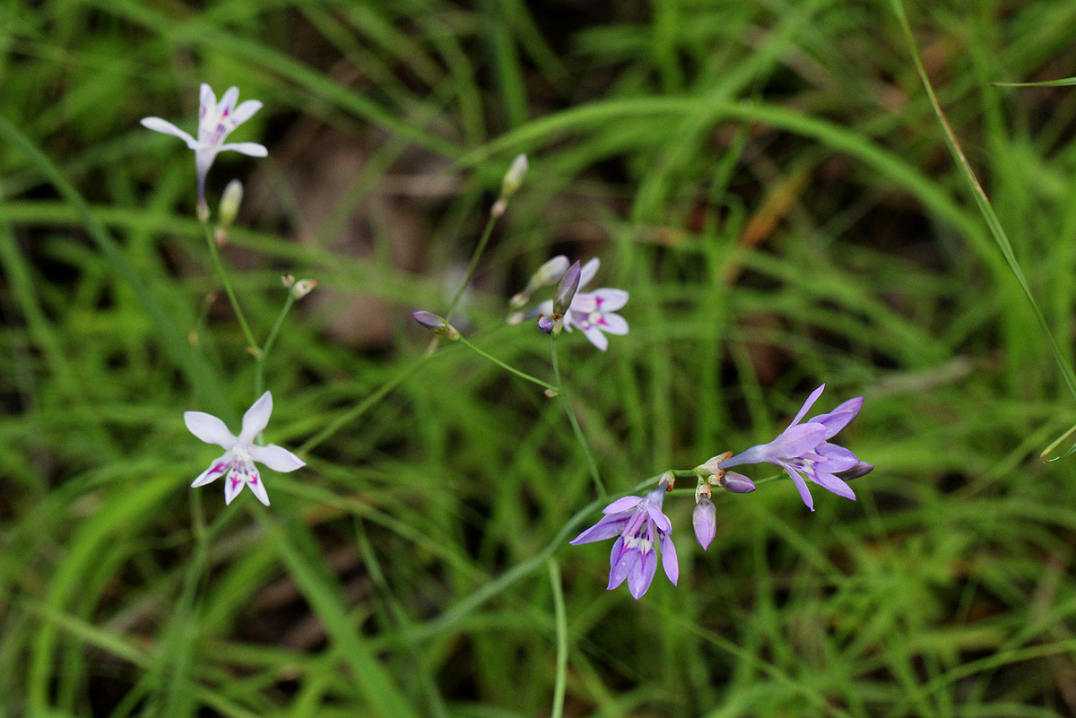 Afrosolen erythranthus