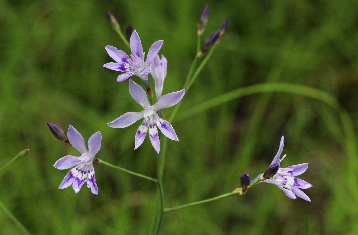 Afrosolen erythranthus