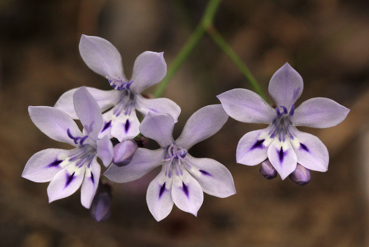Afrosolen erythranthus