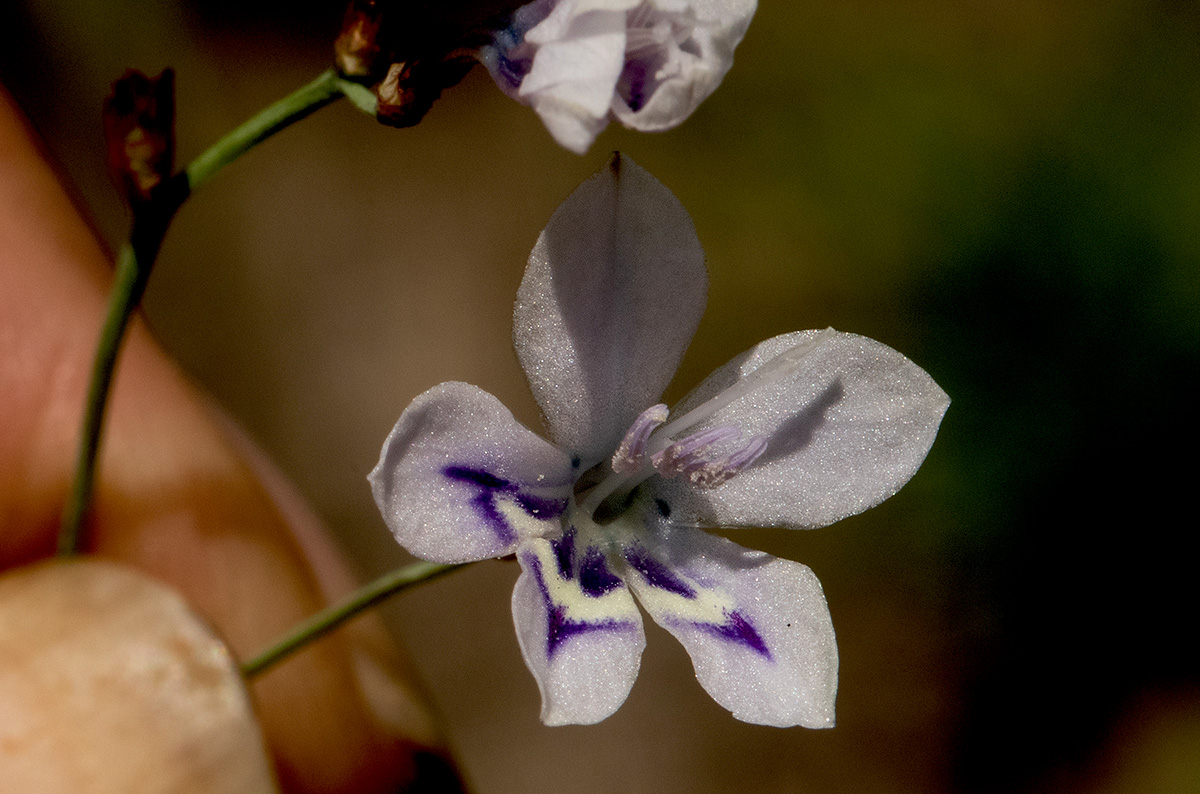 Afrosolen erythranthus