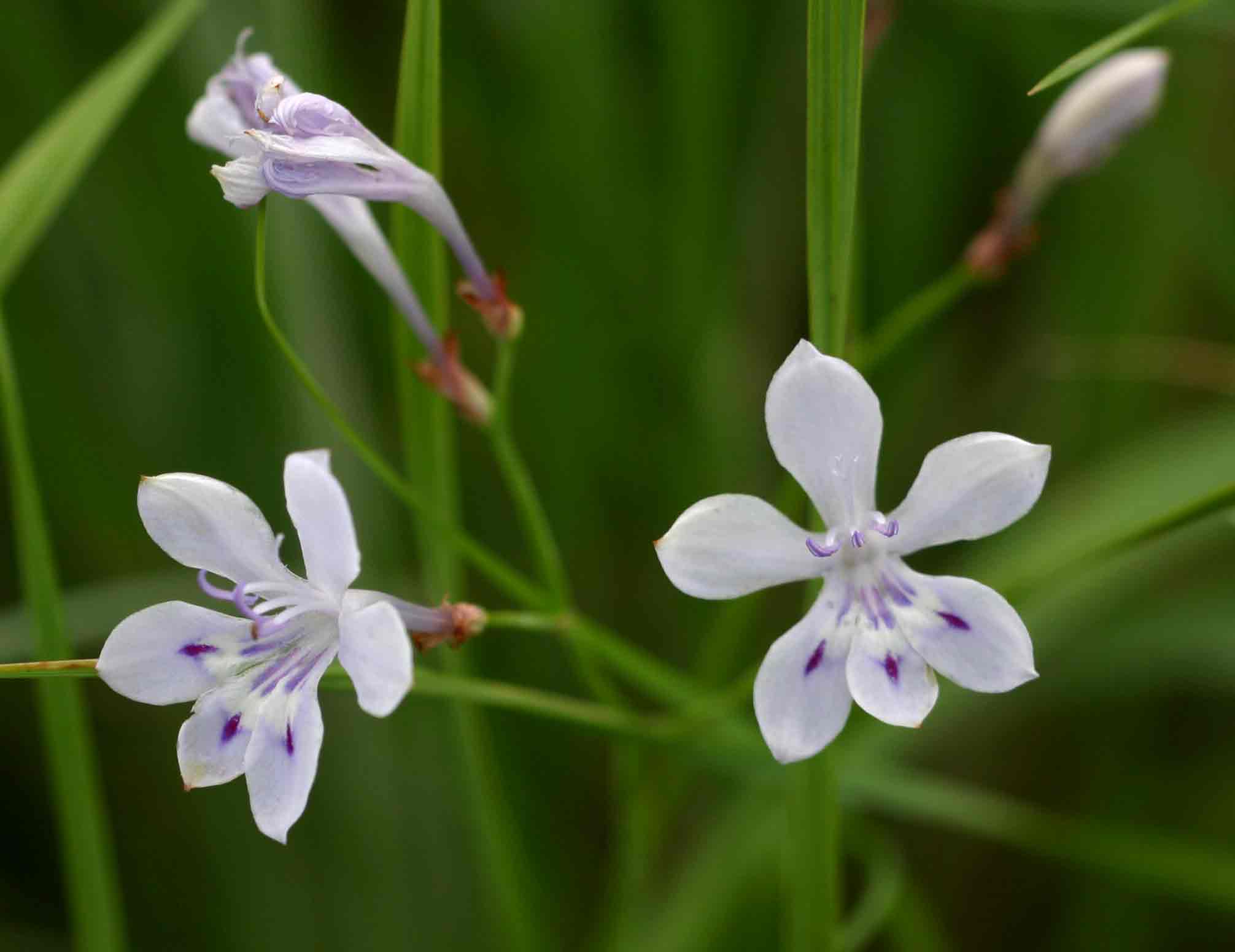 Afrosolen erythranthus