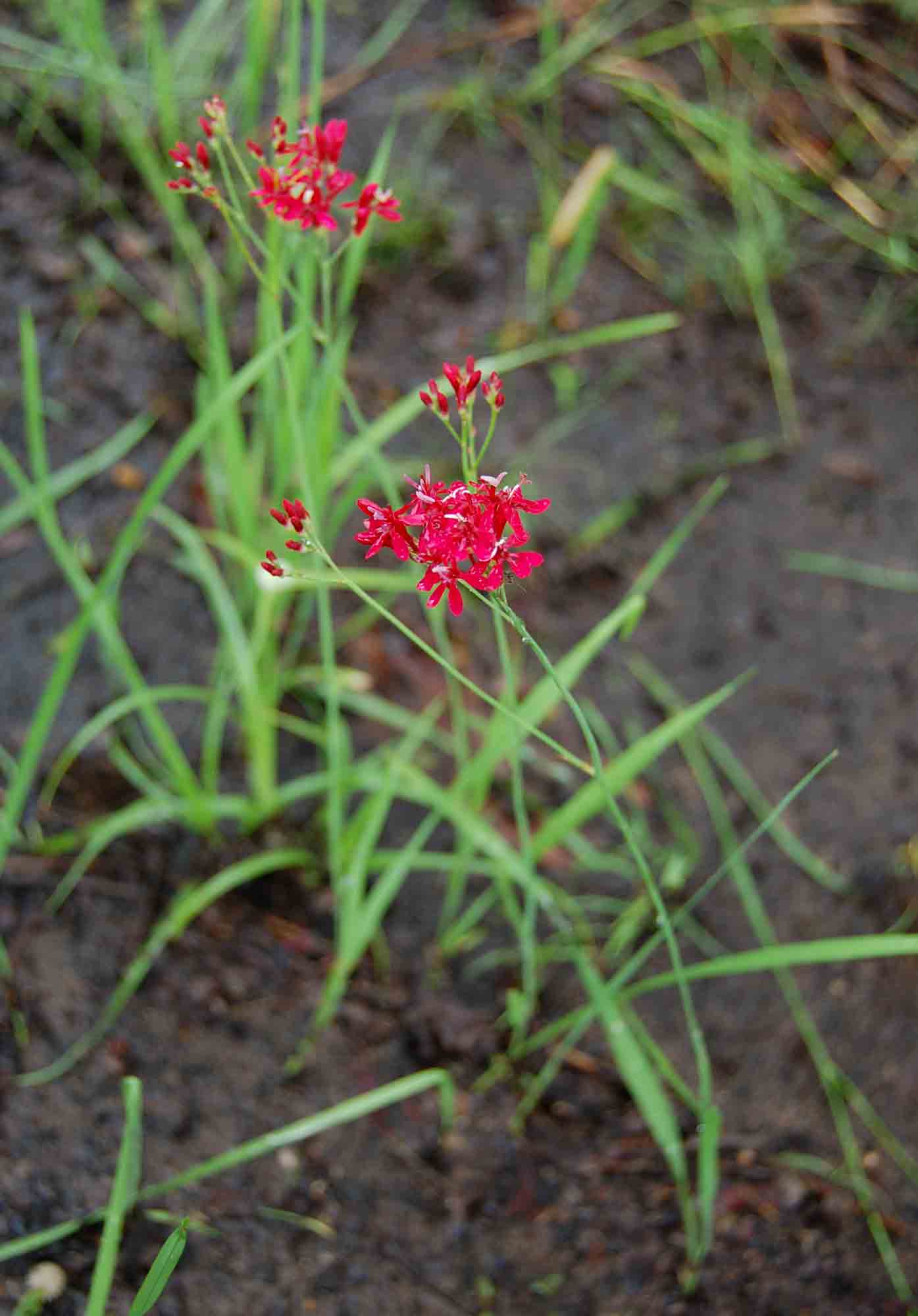 Afrosolen erythranthus