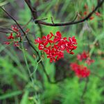 Afrosolen erythranthus