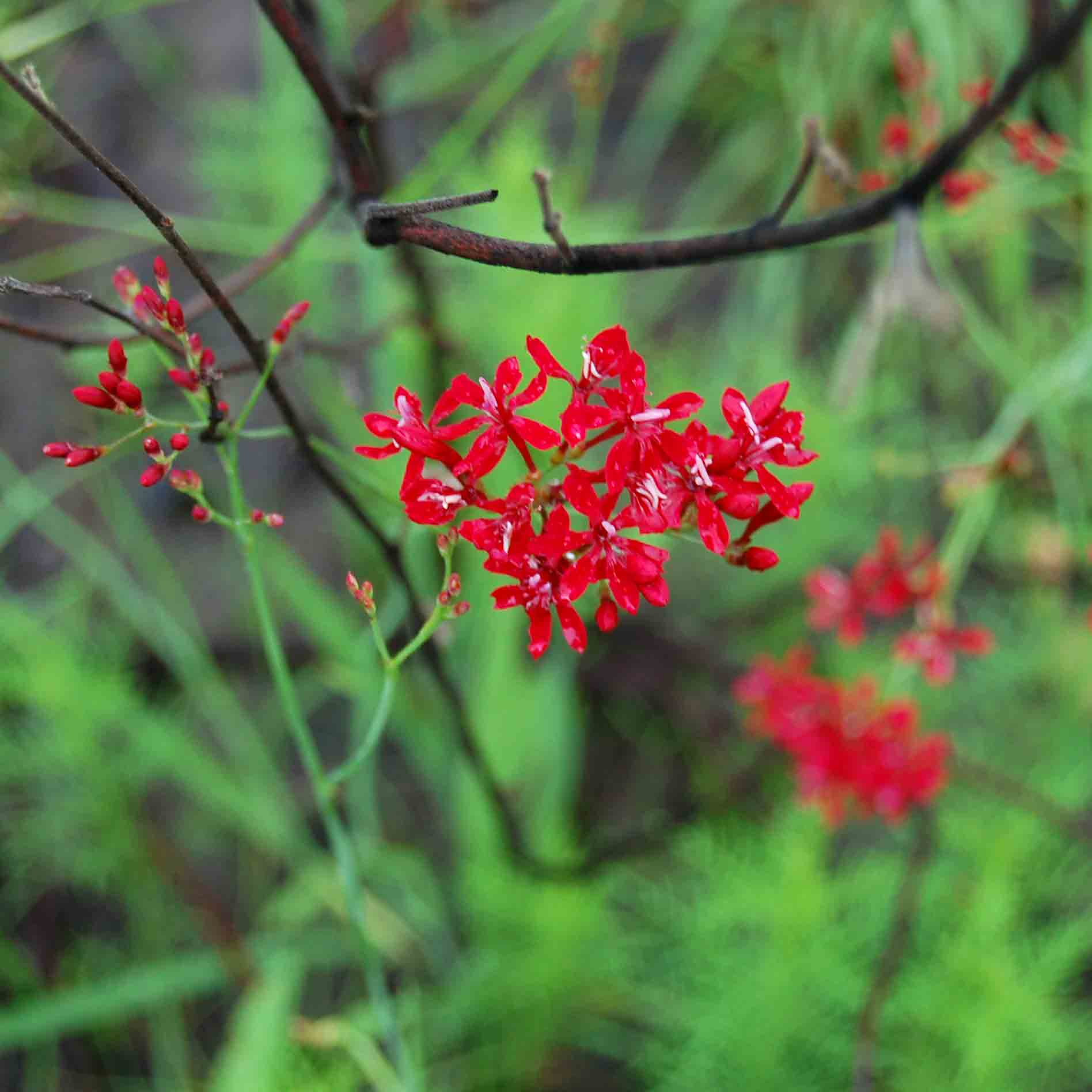 Afrosolen erythranthus