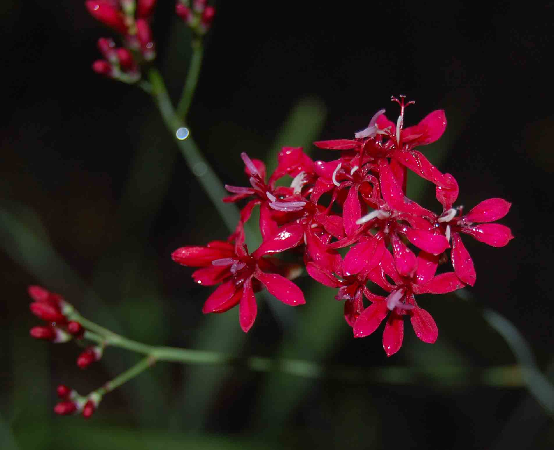 Afrosolen erythranthus