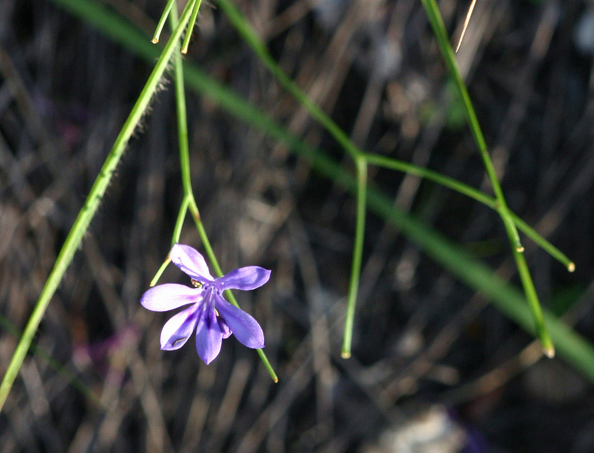Afrosolen erythranthus