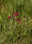 Afrosolen erythranthus