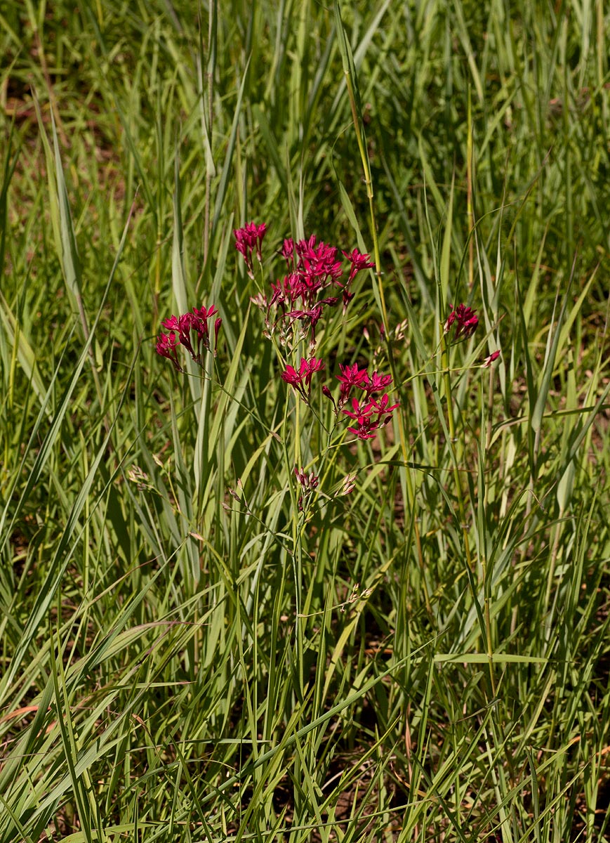 Afrosolen erythranthus