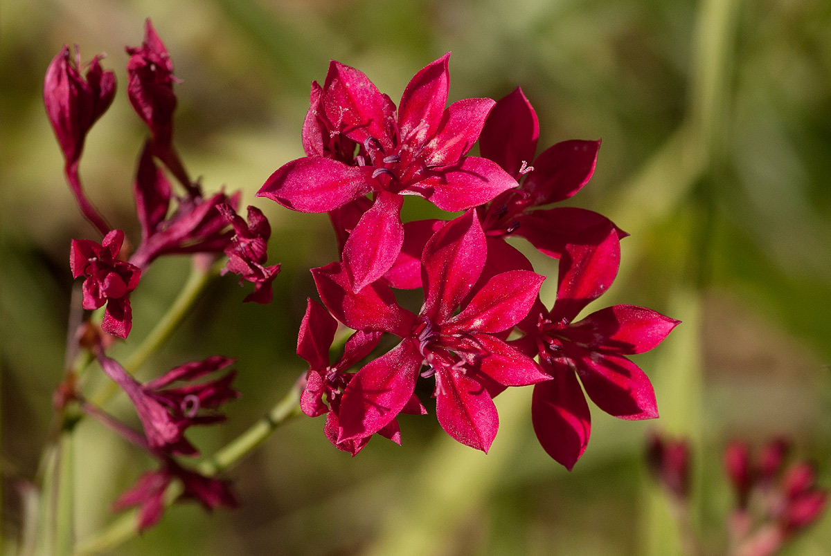 Afrosolen erythranthus
