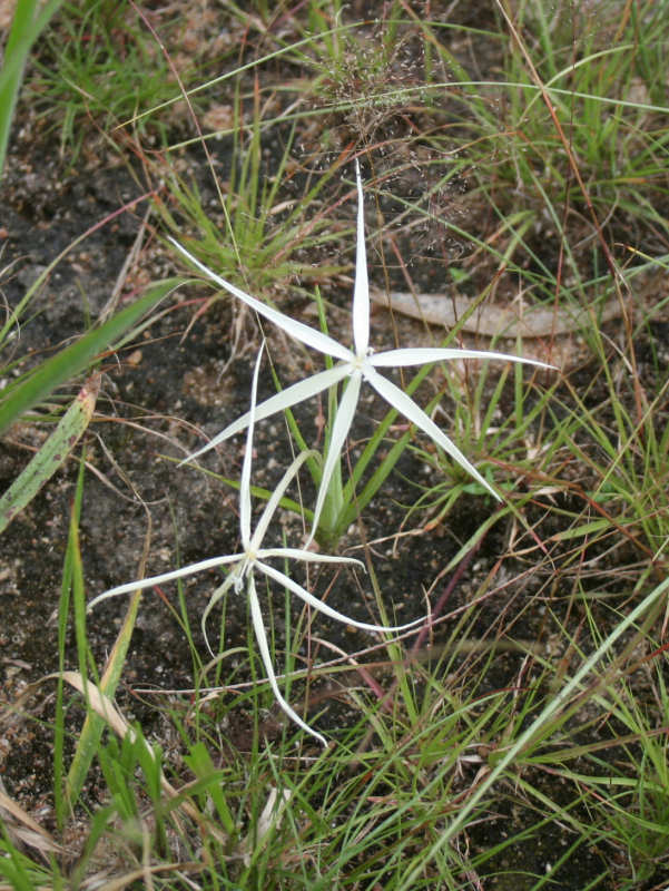 Lapeirousia odoratissima
