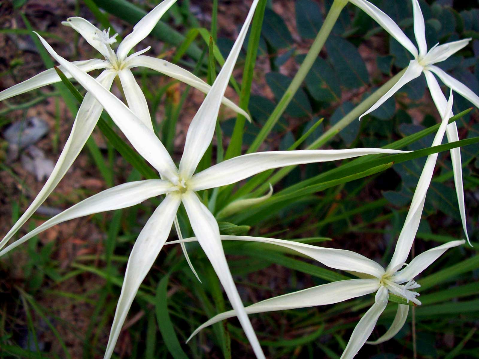Lapeirousia odoratissima Lapeirousia odoratissima