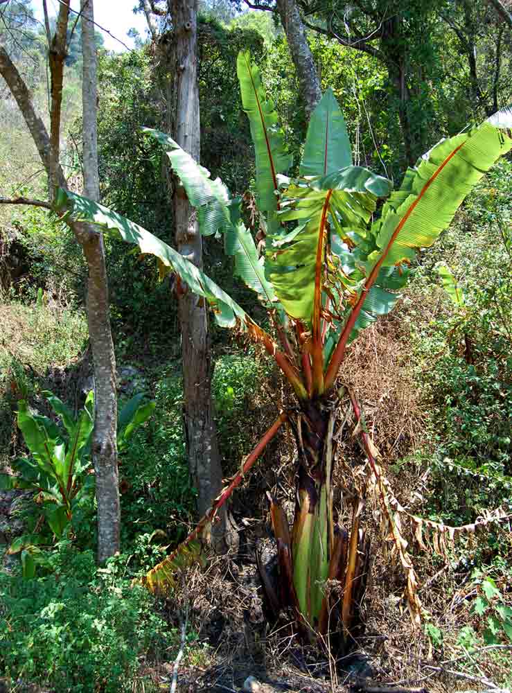 Ensete ventricosum Ensete ventricosum