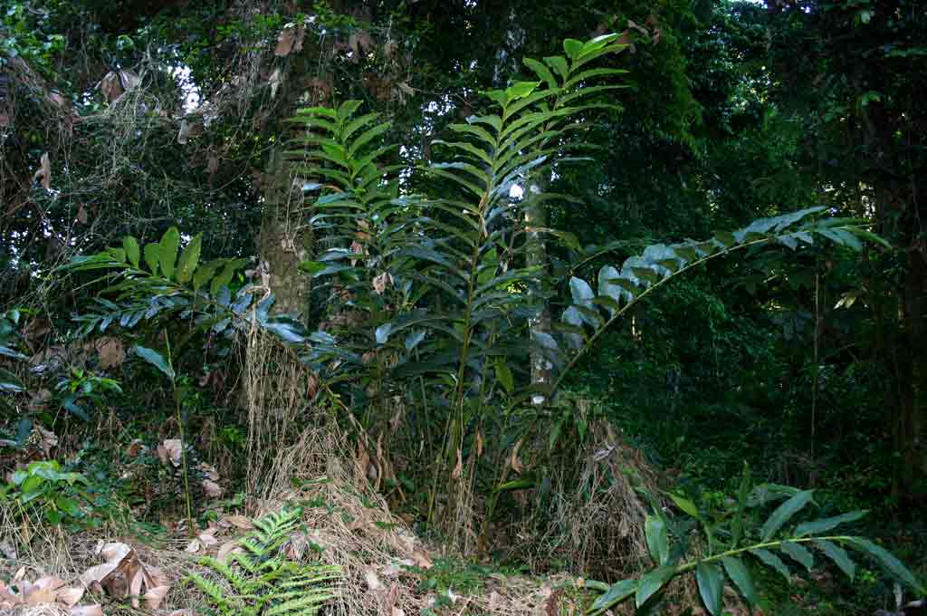 Aframomum angustifolium Aframomum angustifolium