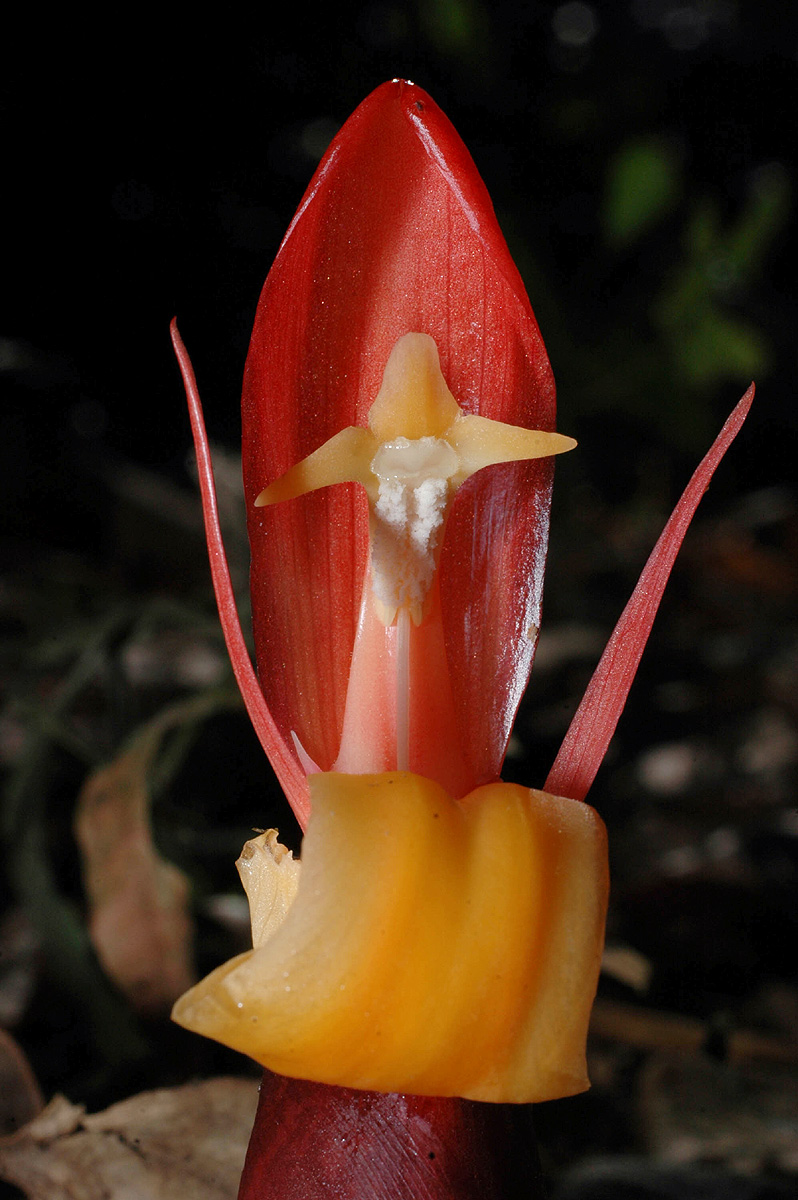 Aframomum angustifolium