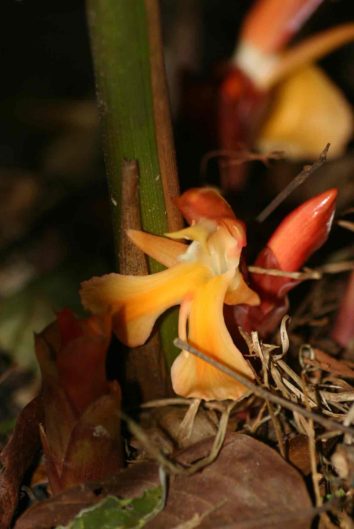 Aframomum angustifolium Aframomum angustifolium