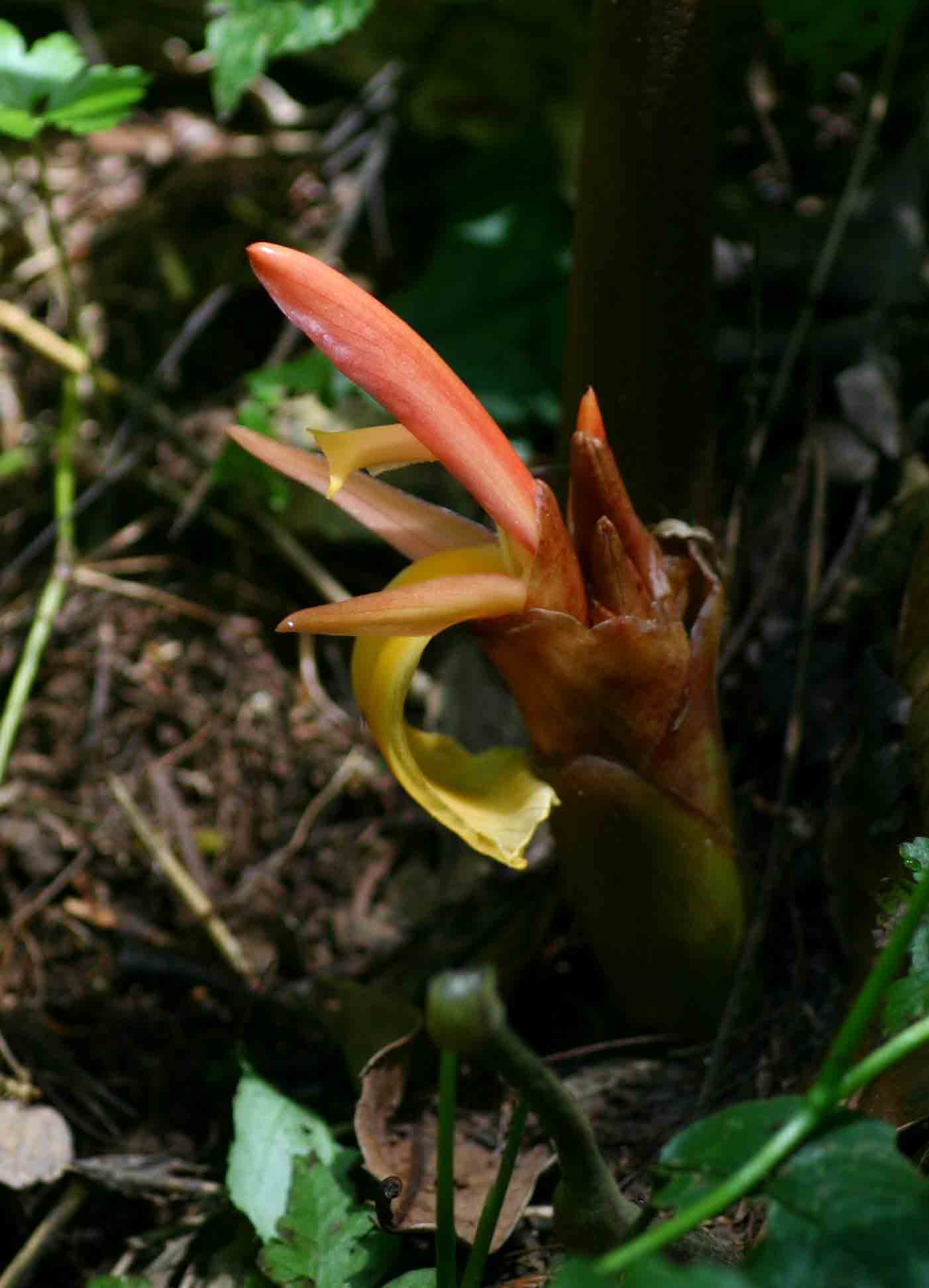 Aframomum angustifolium Aframomum angustifolium