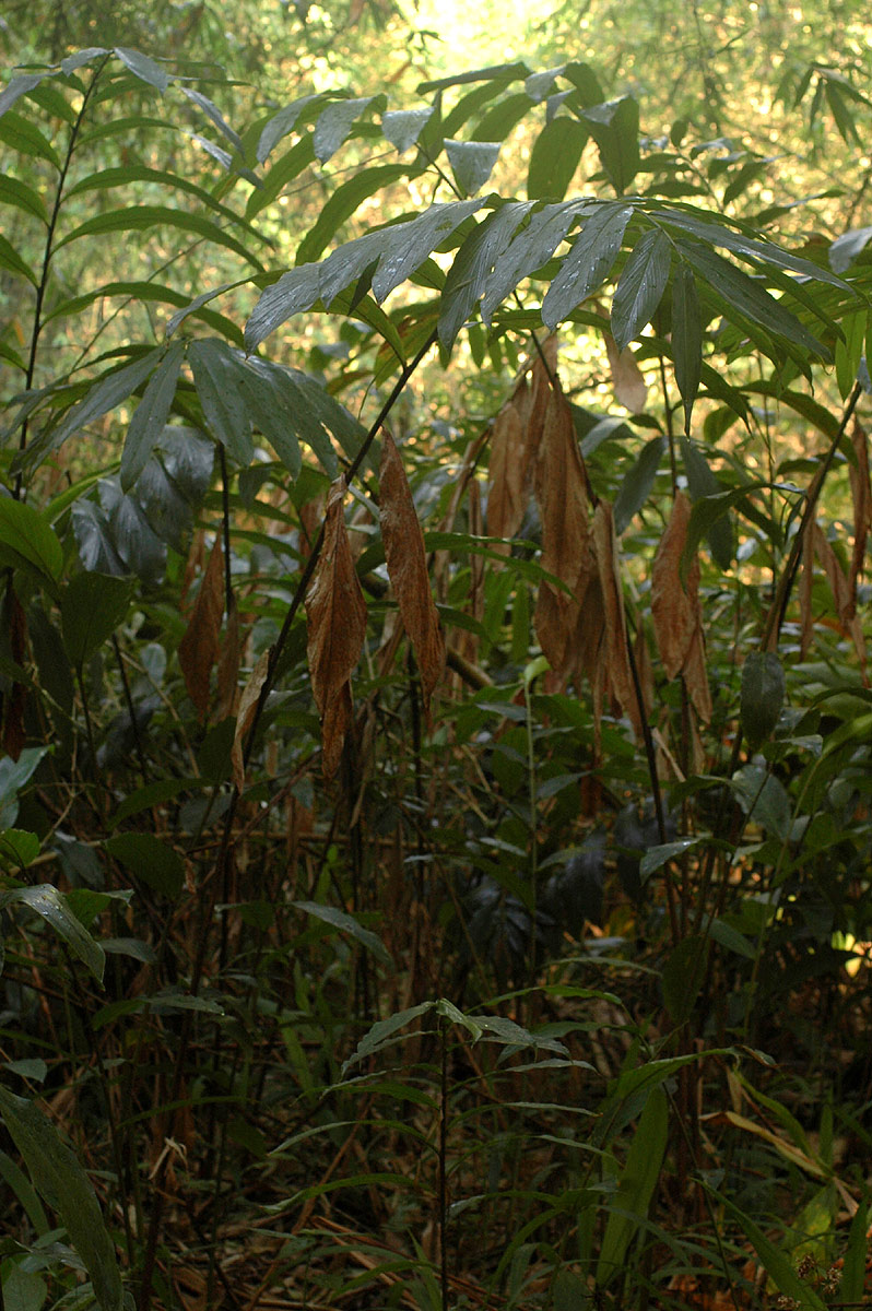 Aframomum angustifolium Aframomum angustifolium